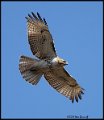 _B213624 red-tailed hawk